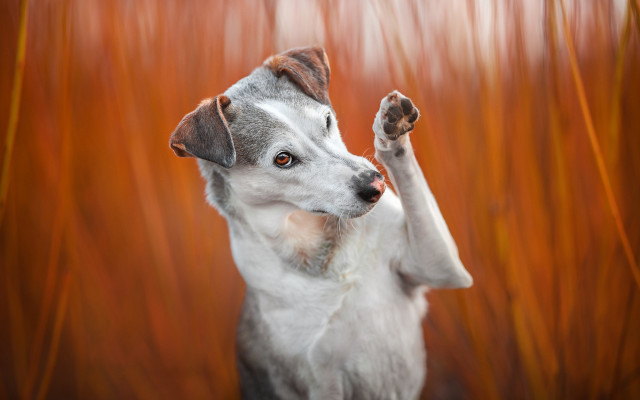 Dog standing up paws in free wallpaper for desktop - medium preview image