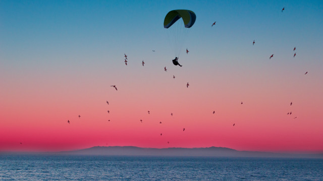 Birds ocean sunset parasailer pink free wallpaper for desktop - medium preview image