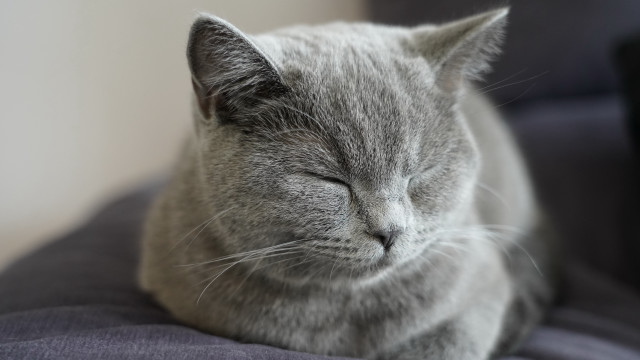 Gray cat sleeping blue cushion free wallpaper for desktop - medium preview image