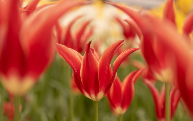 Red yellow flowers bokeh autumn free wallpaper for desktop - medium preview image