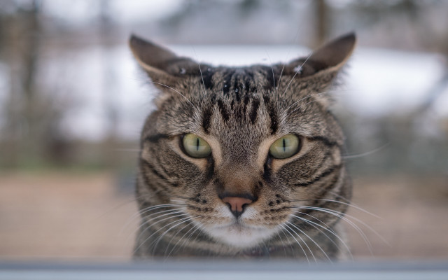 Cat window snow blurry background free wallpaper for desktop - medium preview image