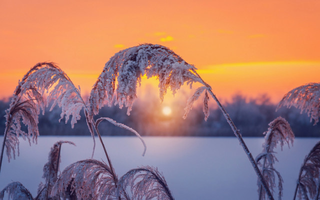 Sunset frozen lake plant trees free wallpaper for desktop - medium preview image