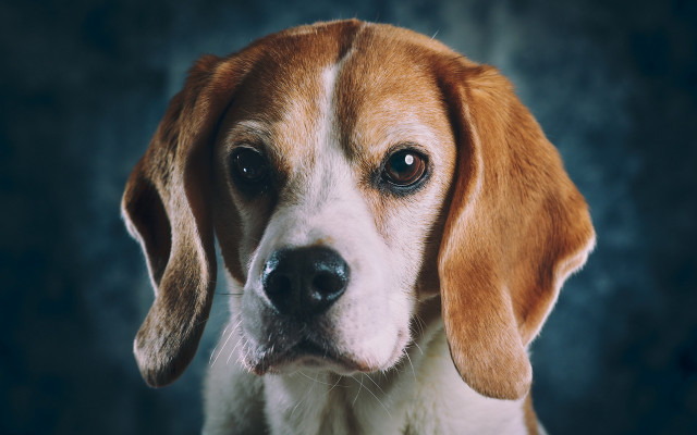 Sad shiba inu portrait animal free wallpaper for desktop - medium preview image