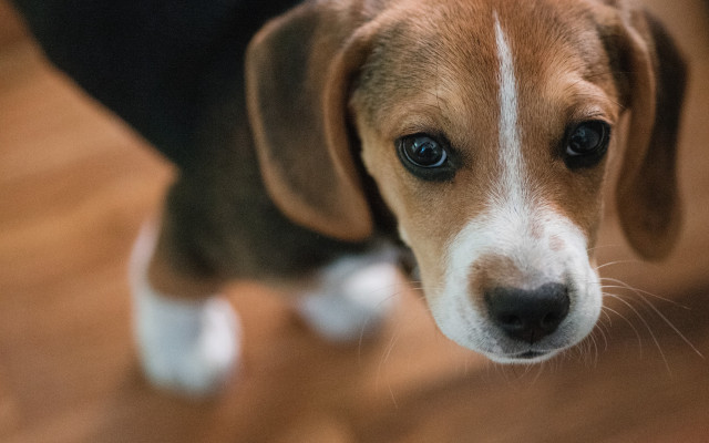 Shiba inu sad white spot free wallpaper for desktop - medium preview image