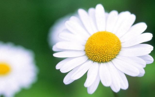 Daisy closeup blurry background macro #2 free wallpaper for desktop - medium preview image