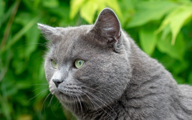 Gray cat green eyes bush #2 free wallpaper for desktop - medium preview image