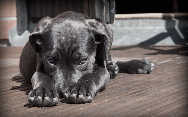 Black dog wooden floor shadow free wallpaper for desktop - medium preview image