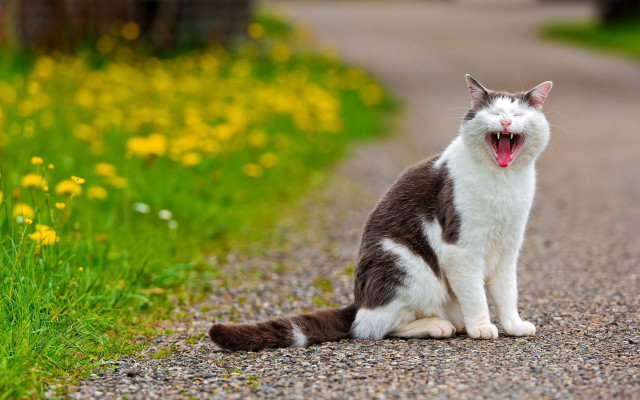 Cat yawning road yellow flowers free wallpaper for desktop - medium preview image