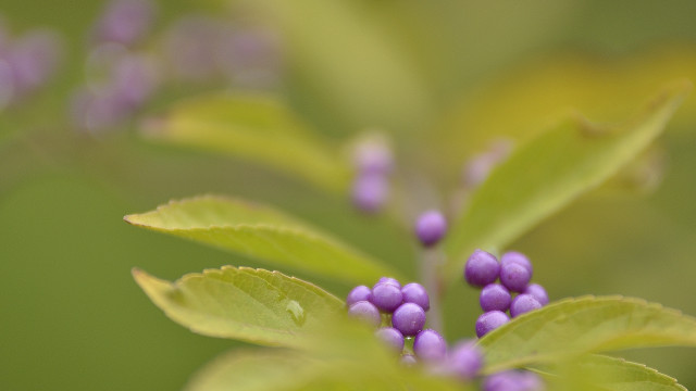 Purple flower green leaves bokeh #2 free wallpaper for desktop - medium preview image