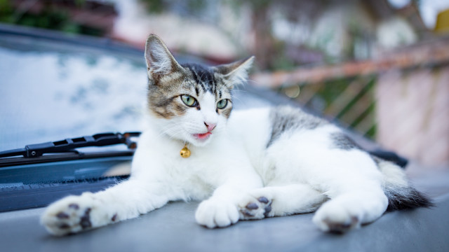 Cat car trunk paw looking free wallpaper for desktop - medium preview image