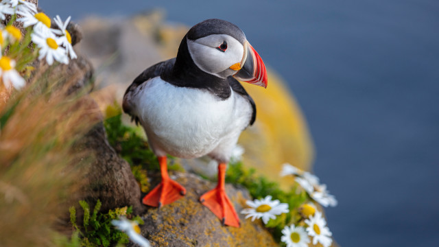 Bird red beak rock daisies free wallpaper for desktop - medium preview image