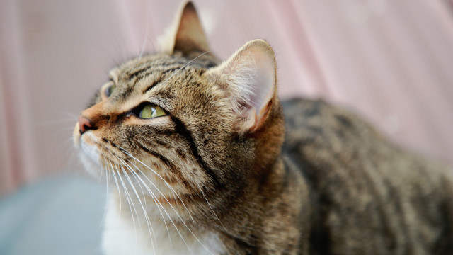 Cat looking up pink background free wallpaper for desktop - medium preview image