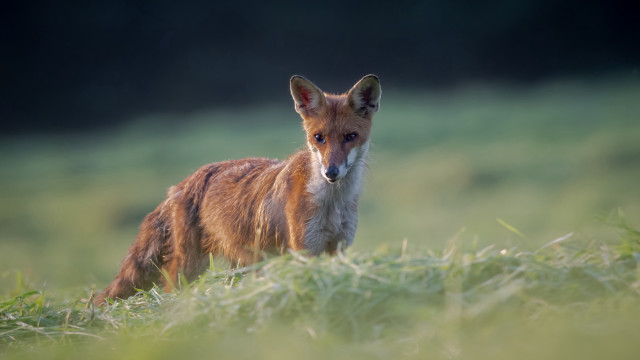 Small fox grassy field blurry free wallpaper for desktop - medium preview image