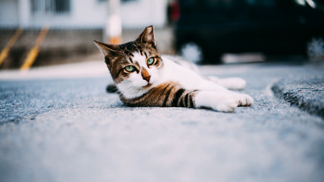 Cat laying ground car building free wallpaper for desktop - medium preview image