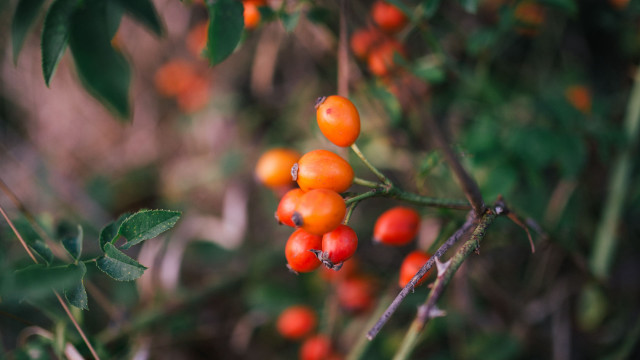 Berries forest macro bokeh blurry free wallpaper for desktop - medium preview image