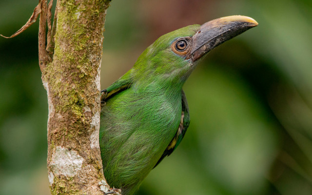 Green bird perched forest no free wallpaper for desktop - medium preview image