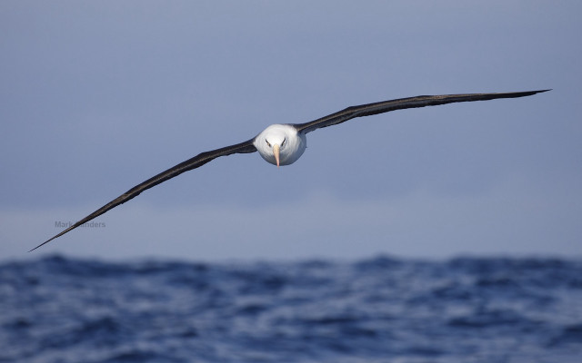 Bird ocean fish beak sky free wallpaper for desktop - medium preview image