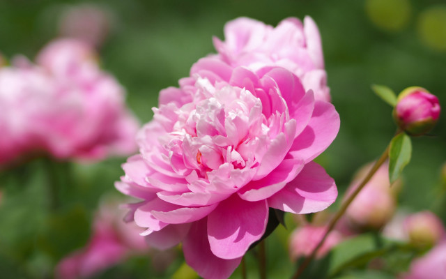 Pink flower blooming background bokeh free wallpaper for desktop - medium preview image
