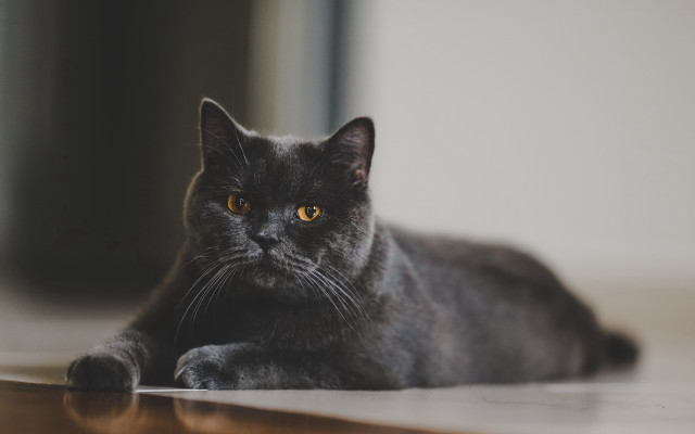 Black cat serious eye vanitas free wallpaper for desktop - medium preview image