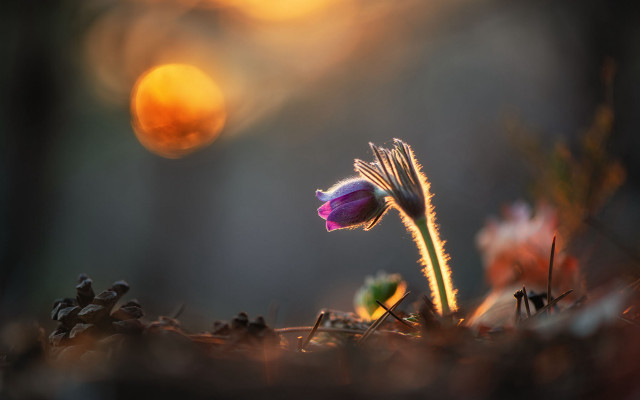 Flower sunset blurry background artur free wallpaper for desktop - medium preview image