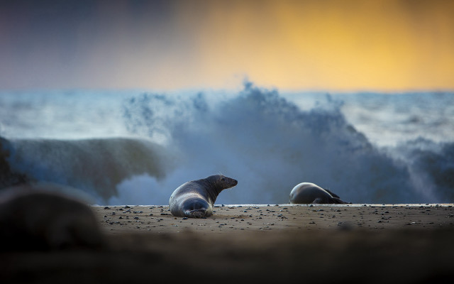 Sea lions beach wave yellow free wallpaper for desktop - medium preview image
