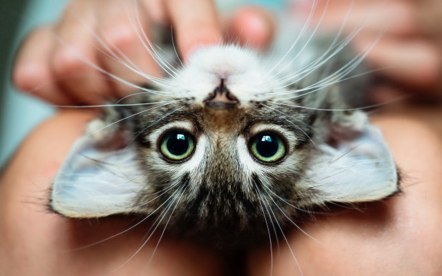 Black cat in hands green free wallpaper for desktop - medium preview image