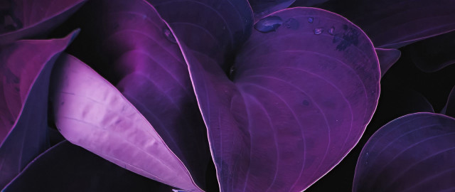 Purple plant leaves water droplets free wallpaper for desktop - medium preview image