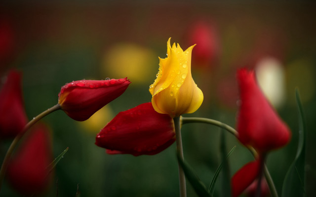Yellow red flower water drops free wallpaper for desktop - medium preview image