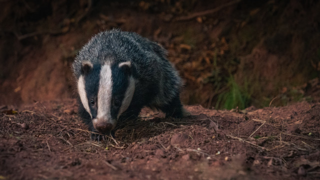 Badger woods dirt foraging naturalism free wallpaper for desktop - medium preview image