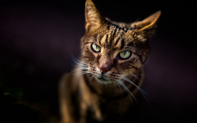 Cat green eyes dark background free wallpaper for desktop - medium preview image