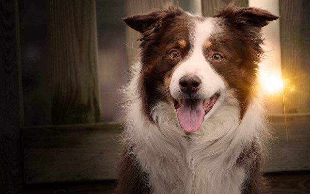 Shiba inu tongue out light free wallpaper for desktop - medium preview image