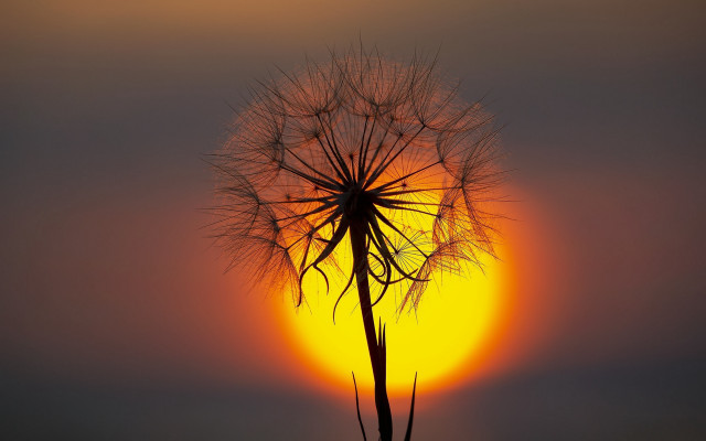 Dandelion sunset silhouette macro magic free wallpaper for desktop - medium preview image