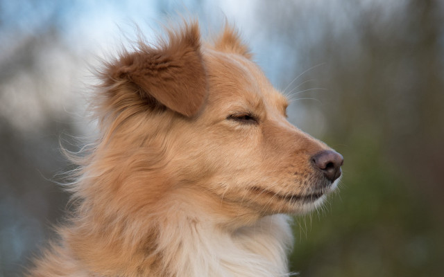 Dog brown fur white face free wallpaper for desktop - medium preview image