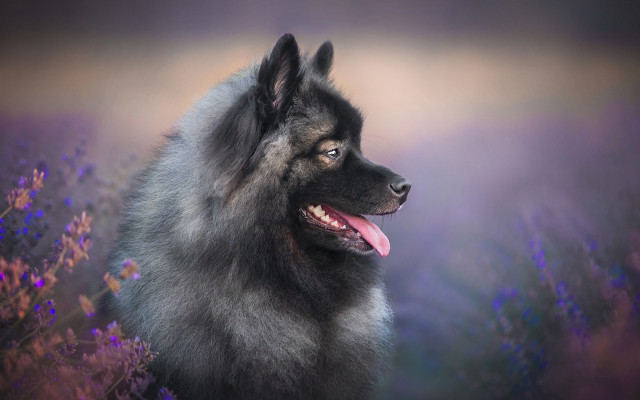 Dog long coat flower field free wallpaper for desktop - medium preview image