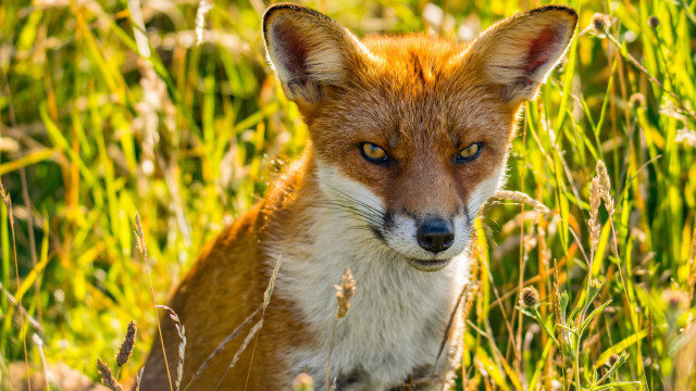 Fox grass portrait blurry nature free wallpaper for desktop - medium preview image
