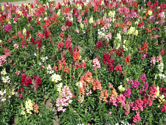 Colorful flowers park bench building free wallpaper for desktop - medium preview image