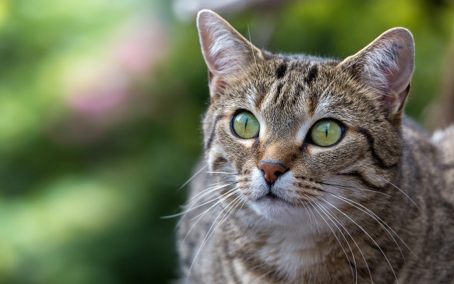 Cat green eyes blurry background #7 free wallpaper for desktop - medium preview image