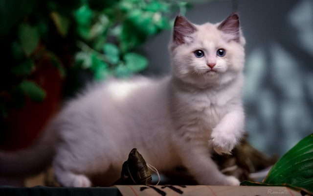 White kitten table plant mouse free wallpaper for desktop - medium preview image