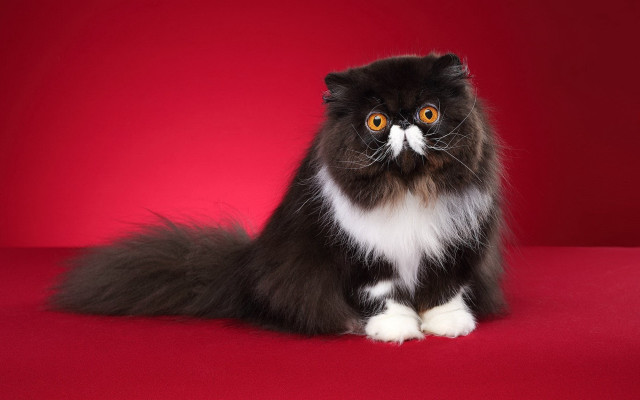 Black white cat mustache rococo free wallpaper for desktop - medium preview image