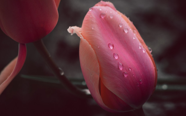 Pink flower water droplets macro #36 free wallpaper for desktop - medium preview image