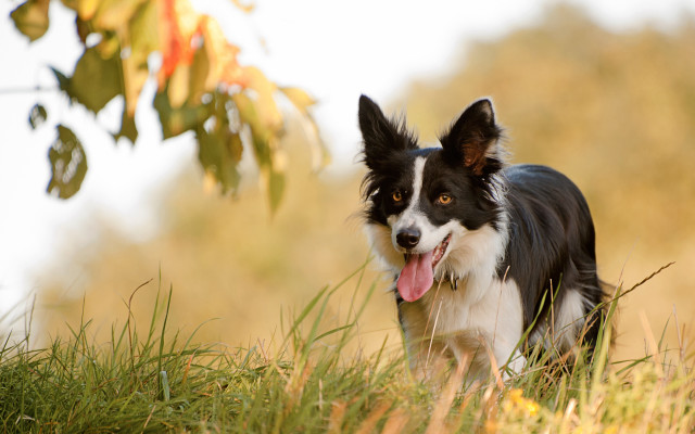 Dog grass tree blurry outdoor free wallpaper for desktop - medium preview image