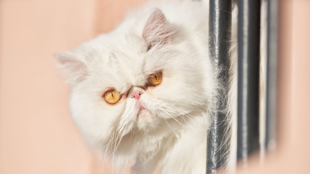 White cat window pink background free wallpaper for desktop - medium preview image
