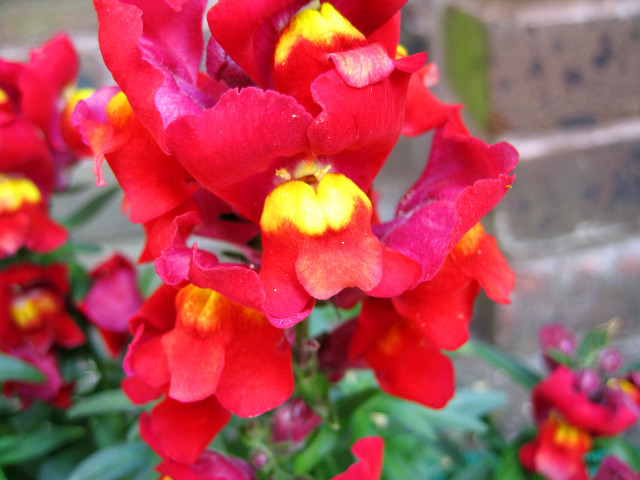 Red flowers yellow centers garden free wallpaper for desktop - medium preview image