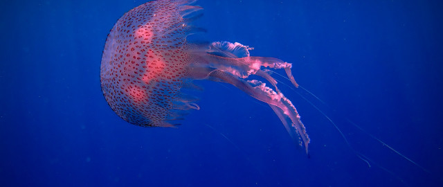 Jellyfish blue water side open free wallpaper for desktop - medium preview image