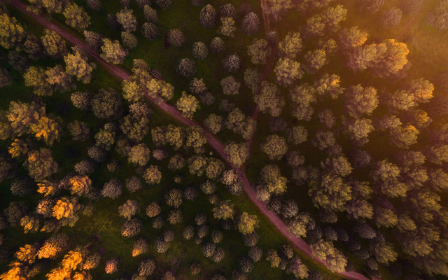 Forest sunlight road autumn nature free wallpaper for desktop - medium preview image