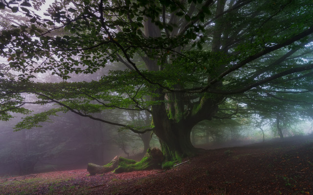 Large tree foggy forest leaves free wallpaper for desktop - medium preview image