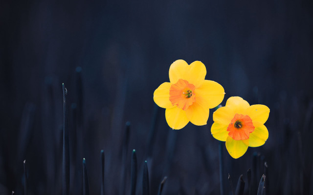 Yellow flowers field macro photography free wallpaper for desktop - medium preview image