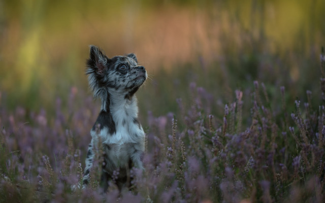 Dog flower field renaissance impressionist free wallpaper for desktop - medium preview image