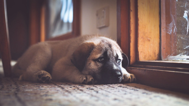 Dog laying by window blurry free wallpaper for desktop - medium preview image