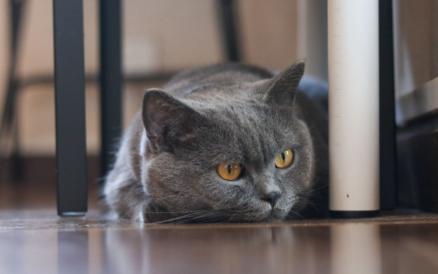 Gray cat laying curious floor free wallpaper for desktop - medium preview image